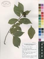 Filed as Grewia stolzii Ulbr. [family SPARRMANNIACEAE]