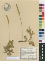 Filed as Lycopodiella sarcocaulon (A.Br. & Welw. ex Kuhn) Pic.Serm. [family LYCOPODIACEAE]