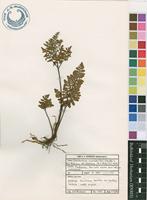 Filed as Cheilanthes involuta (Sw.) Schelpe & N.C.Anthony var. obscura (N.C.Anthony) N.C.Anthony [family SINOPTERIDACEAE]