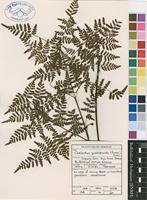 Filed as Cheilanthes quadripinnata (Forssk.) Kuhn [family SINOPTERIDACEAE]