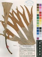 Filed as Platycerium alcicorne Desv. [family POLYPODIACEAE]