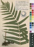 Filed as Christella buchananii (Schelpe) J.P.Roux [family THELYPTERIDACEAE]