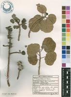 Filed as Ficus tettensis Hutch. [family MORACEAE]