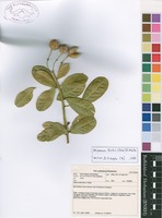 Filed as Maerua kirkii (Oliv.) F.White [family CAPPARACEAE]