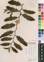 Filed as Cyphostemma humile (N.E.Br.) Desc. ex Wild & R.B.Drumm. subsp. dolichopus (C.A.Sm.) Wild & R.B.Drumm. [family VITACEAE]