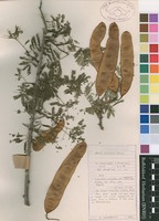 Filed as Albizia brevifolia Schinz [family MIMOSACEAE]