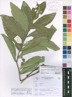 Filed as Dichapetalum cymosum (Hook.) Engl. [family DICHAPETALACEAE]