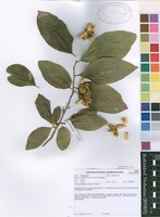 Filed as Turraea zambesica Sprague & Hutch. ex Styles & F.White [family MELIACEAE]