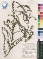 Filed as Cliffortia nitidula (Engl.) R.E.Fr. & T.C.E.Fr. subsp. pilosa Weim. [family ROSACEAE]