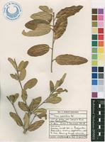 Filed as Ficus capreifolia Delile [family MORACEAE]