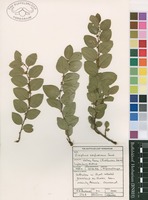 Filed as Ziziphus zeyheriana Sond. [family RHAMNACEAE]