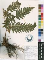 Filed as Blotiella glabra (Bory) R.M.Tryon [family DENNSTAEDTIACEAE]