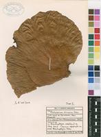 Filed as Platycerium alcicorne Desv. [family POLYPODIACEAE]