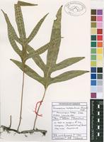 Filed as Microsorum scolopendria (Burm.f.) Copel. [family POLYPODIACEAE]