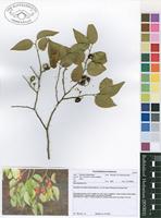 Filed as Olax dissitiflora Oliv. [family OLACACEAE]