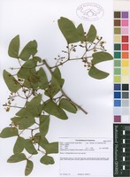 Filed as Colophospermum mopane (J.Kirk ex Benth.) J.Kirk ex J.Léonard [family CAESALPINIACEAE]