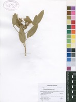 Filed as Thilachium africanum Lour. [family CAPPARACEAE]