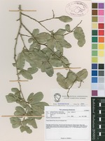 Filed as Drypetes mossambicensis Hutch. [family PUTRANJIVACEAE]