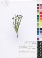 Filed as Polygala producta N.E.Br. [family POLYGALACEAE]