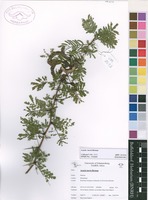 Filed as Acacia torrei Brenan [family MIMOSACEAE]