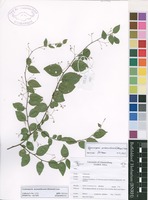 Filed as Gymnosporia mossambicensis (Klotzsch) Loes. [family CELASTRACEAE]