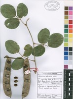 Filed as Canavalia africana Dunn [family FABACEAE]