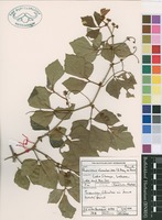 Filed as Rhoicissus rhomboidea (E.Mey. ex Harv.) Planch. [family VITACEAE]