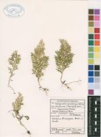 Filed as Selaginella goudotiana Spring var. abyssinica (Spring) Bizzarri [family SELAGINELLACEAE]
