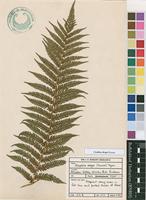 Filed as Cyathea dregei Kunze [family CYATHEACEAE]