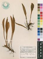 Filed as Pyrrosia rhodesiana (C.Chr.) Schelpe [family POLYPODIACEAE]