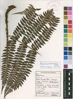 Filed as Polystichum zambesiacum Schelpe [family DRYOPTERIDACEAE]