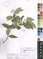 Filed as Sclerocroton integerrimus Hochst. [family EUPHORBIACEAE]
