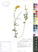 Filed as Crotalaria barnabassii Dinter ex Baker f. [family FABACEAE]