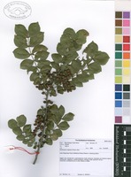 Filed as Zanthoxylum capense (Thunb.) Harv. [family RUTACEAE]