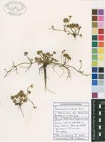 Filed as Ranunculus meyeri Harv. [family RANUNCULACEAE]