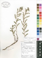 Filed as Phyllanthus nummulariifolius Poir. var. nummulariifolius [family PHYLLANTHACEAE]