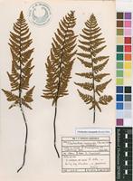 Filed as Cheilanthes inaequalis (Kunze) Mett. [family SINOPTERIDACEAE]