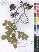 Filed as Schotia brachypetala Sond. [family CAESALPINIACEAE]