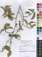Filed as Artabotrys modestus Diels subsp. macranthus Verdc. [family ANNONACEAE]