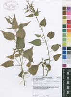 Filed as Adenocline acuta (Thunb.) Baill. [family EUPHORBIACEAE]