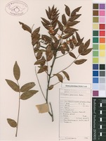Filed as Senna petersiana (Bolle) Lock [family CAESALPINIACEAE]