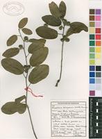 Filed as Albertisia delagoensis (N.E.Br.) Forman [family MENISPERMACEAE]