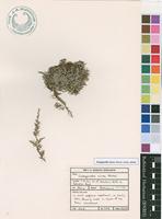 Filed as Selaginella nivea Alston subsp. nivea [family SELAGINELLACEAE]