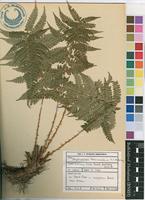 Filed as Polystichum transvaalense N.C.Anthony [family DRYOPTERIDACEAE]