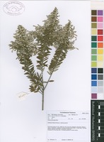Filed as Phylica paniculata Willd. [family RHAMNACEAE]