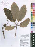 Filed as Ampelocissus obtusata (Welw. ex Baker) Planch. subsp. kirkiana (Planch.) Wild & R.B.Drumm. [family VITACEAE]