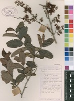 Filed as Cissus cornifolia (Baker) Planch. [family VITACEAE]