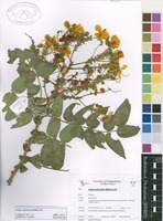 Filed as Senna petersiana (Bolle) Lock [family CAESALPINIACEAE]