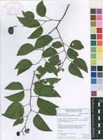 Filed as Guibourtia coleosperma (Benth.) J.Léonard [family CAESALPINIACEAE]