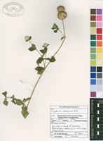 Filed as Cyathula natalensis Sond. [family AMARANTHACEAE]